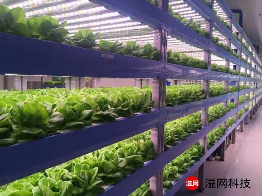 溢网植物工厂1.jpg