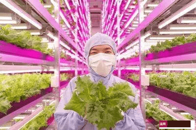 溢网科技植物工厂1.png